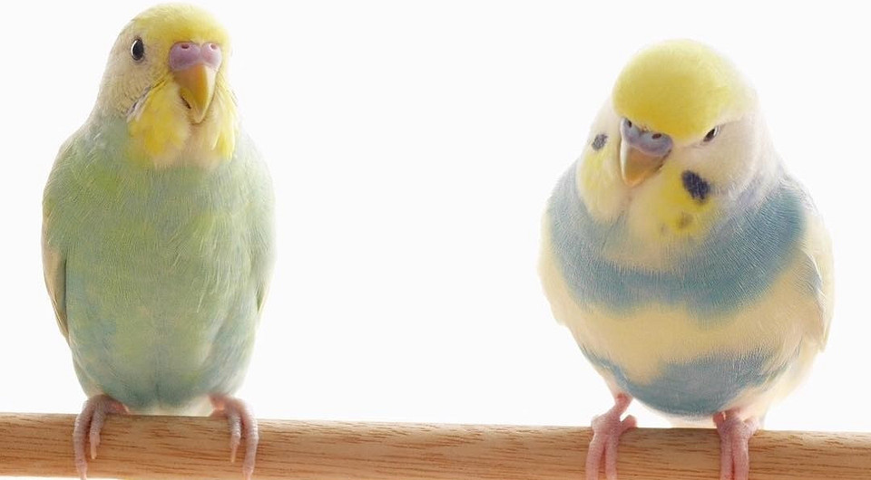 Ролик с балансирующими на канате попугаями набрал восемь миллионов просмотров в Instagram