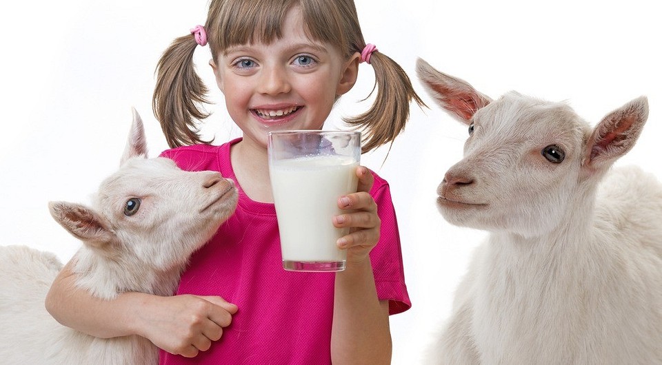 Находка для вегетарианца: козье молоко. Полезные свойства и противопоказания