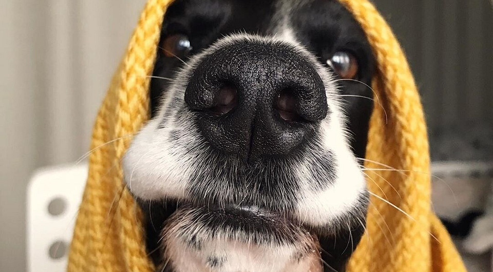Жительница Англии решила, что у ее собаки отвалился нос (и прославилась в Сети)