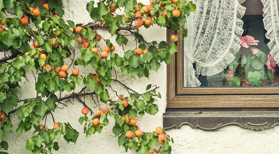 Поливать и любить: как вырастить плодоносящее дерево из косточки абрикоса