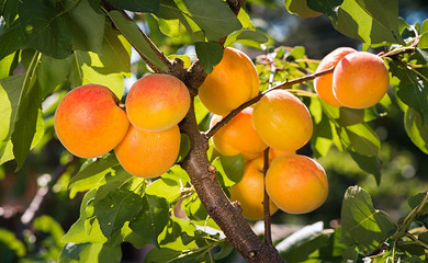 Как вырастить абрикос из косточки: получится ли плодоносящее дерево?