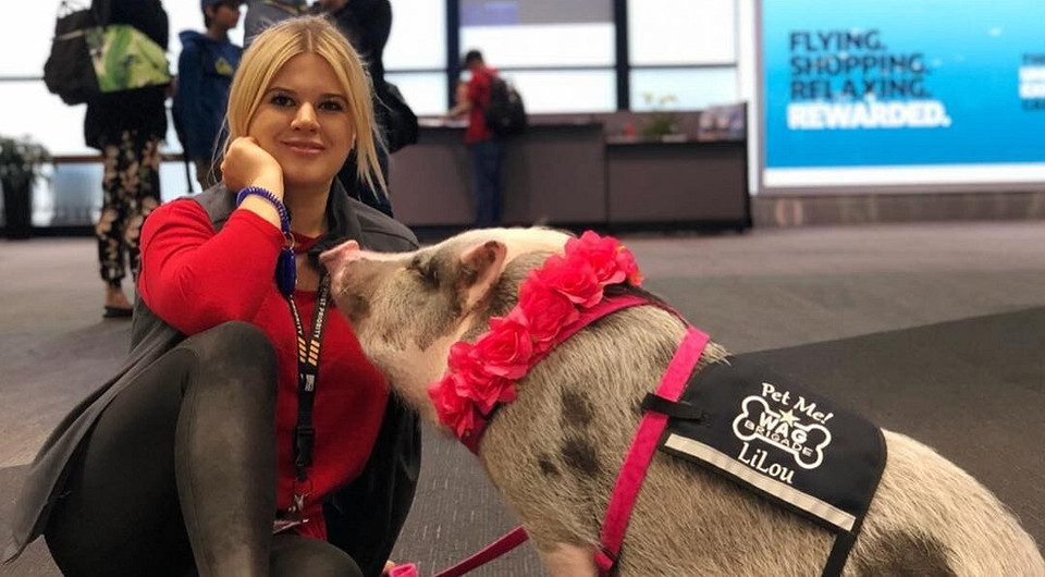 В аэропорту Сан-Франциско появилась свинья-терапевт (очень милое видео)