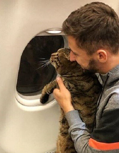 «Я-Мы, кот Виктор»: пользователи Сети заступились за толстого домашнего любимца после скандала с «Аэрофлотом» (мемы в студию)