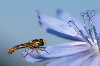 Польза и вред растворимого цикория для организма человека