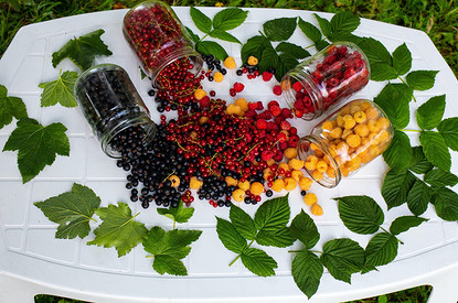 Чай из смородиновых листьев: польза и вред напитка