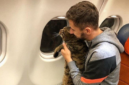 «Я-Мы, кот Виктор»: пользователи Сети заступились за толстого домашнего любимца после скандала с «Аэрофлотом» (мемы в студию)