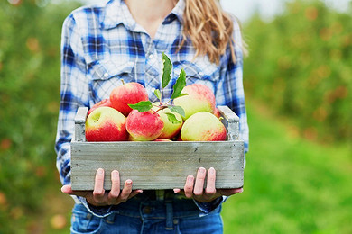 Хранение яблок на зиму в домашних условиях: правила и температура