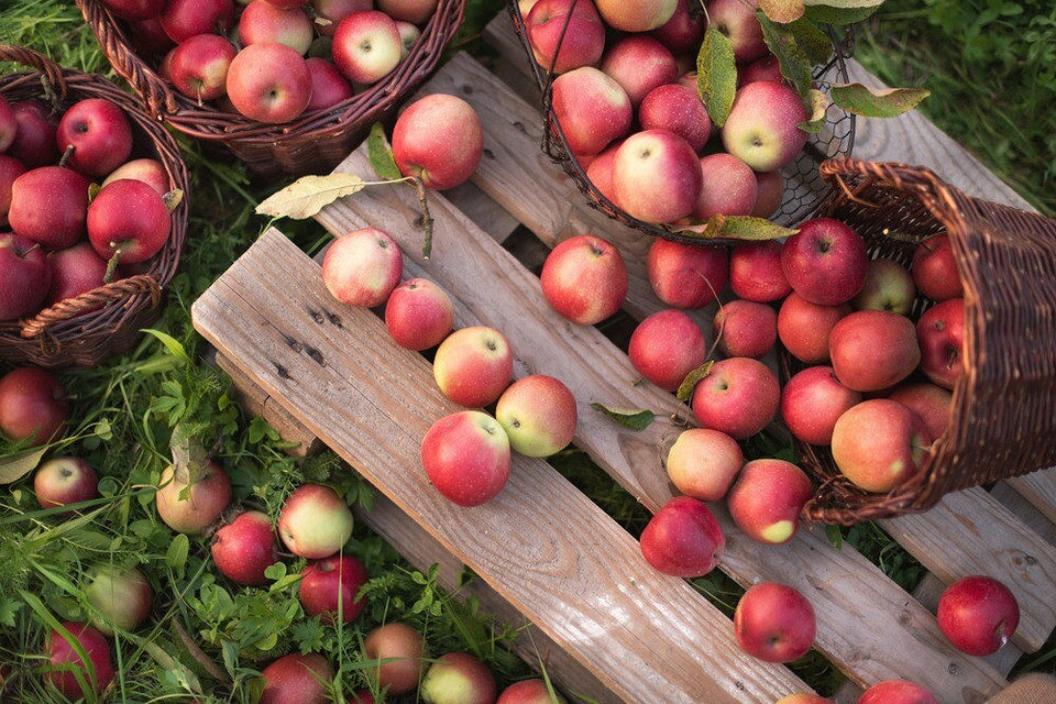 Только не в корзине: как правильно хранить яблоки в домашних условиях