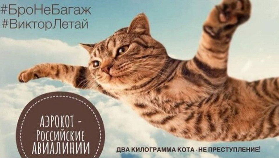 «Я-Мы, кот Виктор»: пользователи Сети заступились за толстого домашнего любимца после скандала с «Аэрофлотом» (мемы в студию)