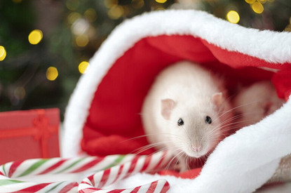 Восточный гороскоп на 2020 год Белой Металлической Крысы