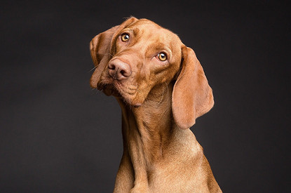 7 причин, почему ты на самом деле хочешь завести домашнее животное