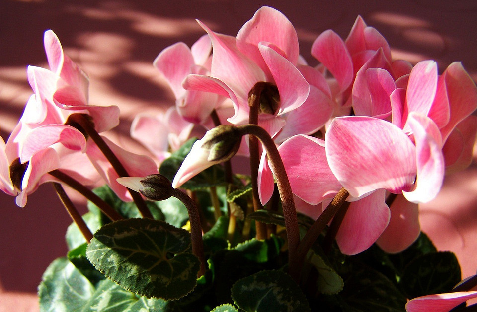 Какие цветы приносят в дом богатство: 7 самых «денежных» растений