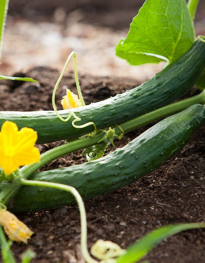 Как выращивать огурцы на подоконнике: 11 советов