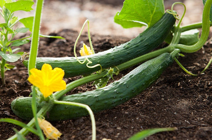 Как выращивать огурцы на подоконнике: 11 советов