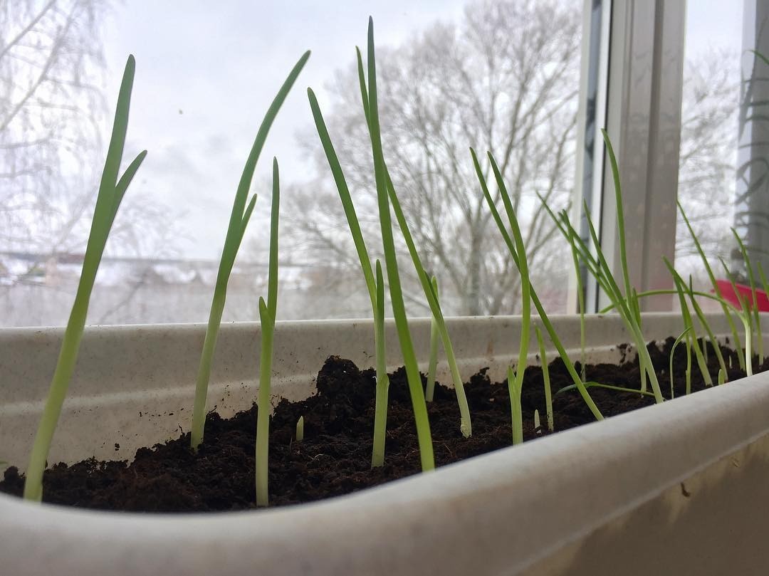 Домашний огород: как вырастить лук на подоконнике
