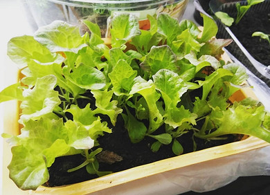 Выращивание салата: рассадой, из семян, дома на подоконнике или в открытом грунте?
