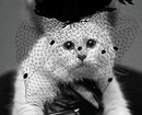 Я ухожу в траур. В Instagram кошки Лагерфельда появился пост после смерти хозяина