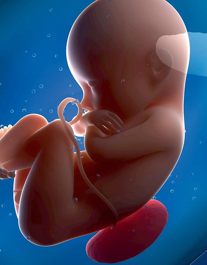 4 вопроса о плаценте, которые ты хотела задать