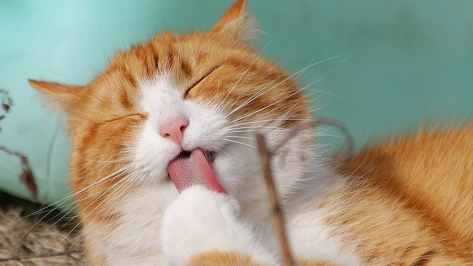 Как проявляется аллергия на кошек: симптомы и варианты лечения