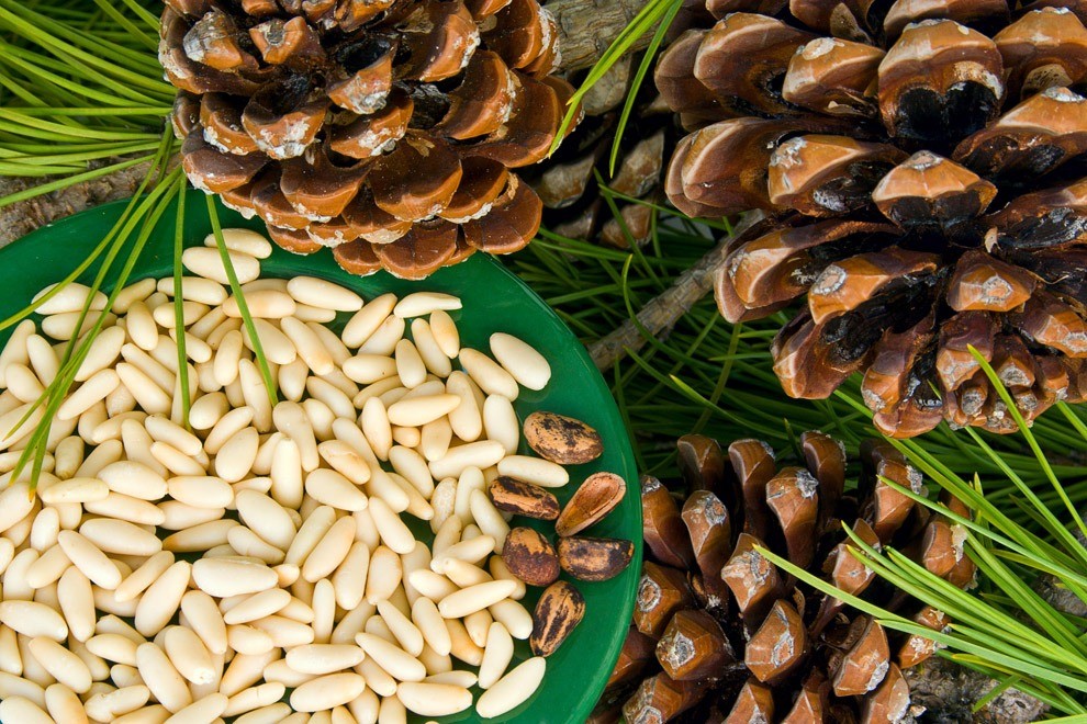 Кедровые орехи — кладезь витаминов и микроэлементов. Содержат много жиров, углеводов и белком. Последних — вдвое больше, чем в мясе курицы. Это не считая порядка 10 незаменимых для органи...