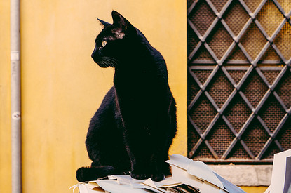 5 знаков зодиака, которым чаще всего перебегает дорогу черная кошка