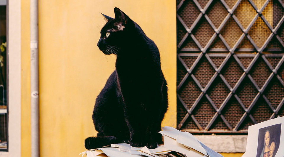 5 знаков зодиака, которым чаще всего перебегает дорогу черная кошка
