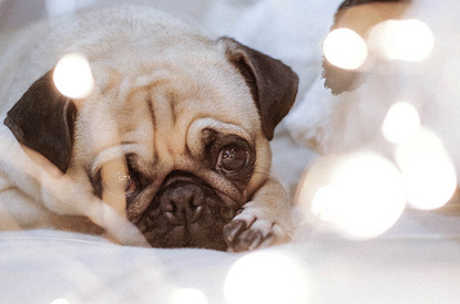 Телец и еще 4 самых ленивых знаков зодиака