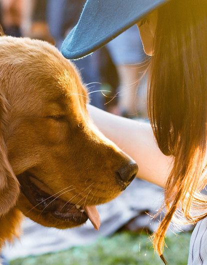 Домашние животные по знаку зодиака: как выбрать свое