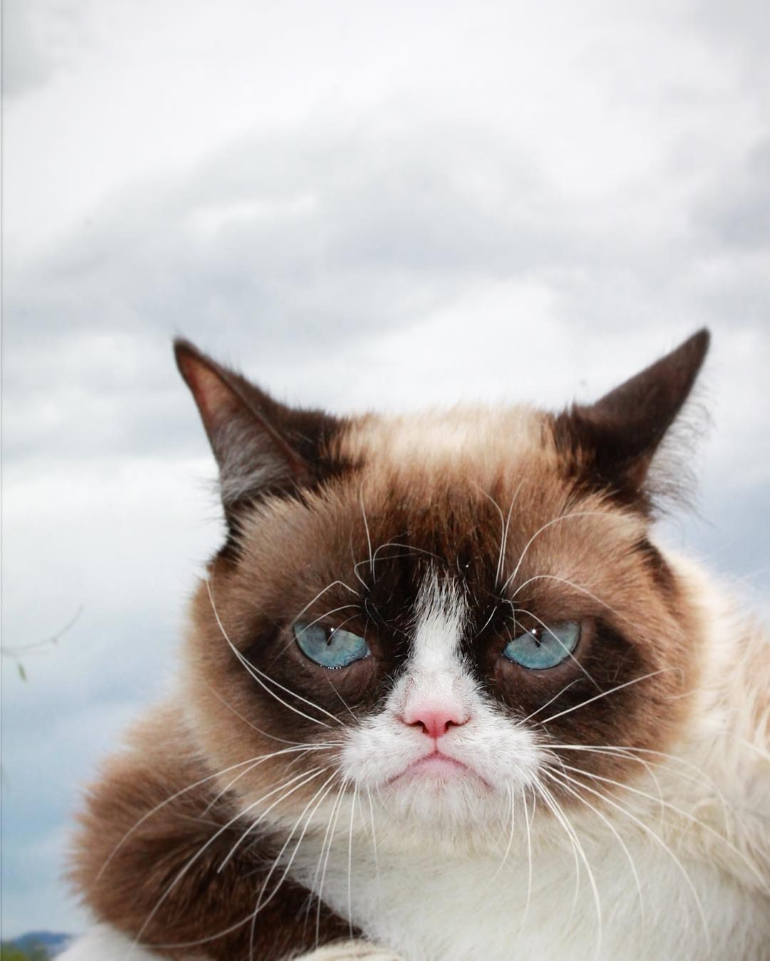Умерла легендарная кошка Grumpy Cat | Hi-Tech | Селдон Новости