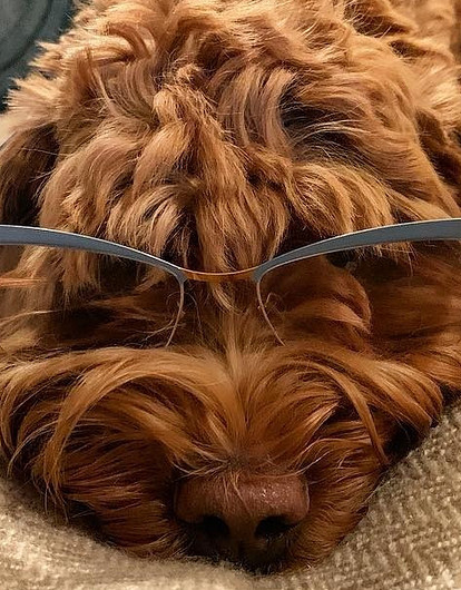 Светская Москва выстроилась в очередь за щенками собаки Светланы Бондарчук