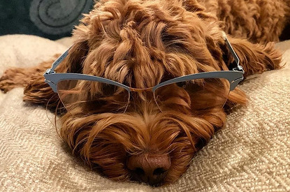 Светская Москва выстроилась в очередь за щенками собаки Светланы Бондарчук