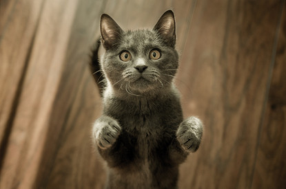 Друг человека: чем можно заразиться от кошки и других домашних питомцев