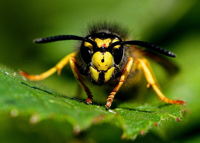 Почему умирает пчела когда жалит, а оса — нет?