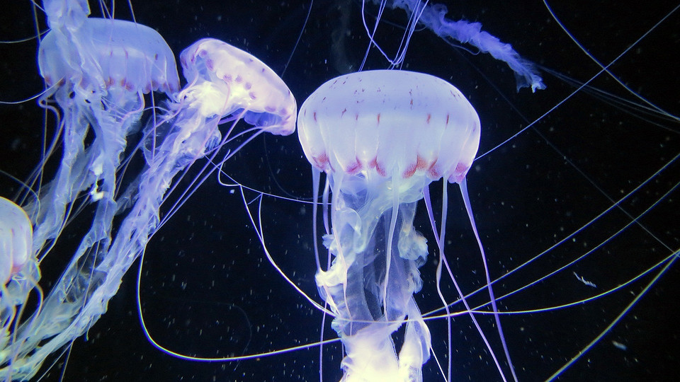 Вооружена и опасна: что делать при ожоге медузы