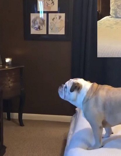 В Сети набирает популярность видео с «бульдогом-кинокритиком» (собака оценила фильм «Оно-2»)