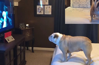 В Сети набирает популярность видео с «бульдогом-кинокритиком» (собака оценила фильм «Оно-2»)