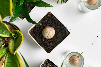 Как вырастить авокадо из косточки в домашних условиях: 3 проверенных способа и советы по уходу