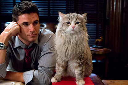 Кот в доме хозяин: 9 забавных историй от владельцев пушистых любимцев