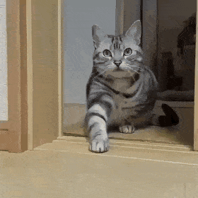 Кот в доме хозяин: 9 забавных историй от владельцев пушистых любимцев