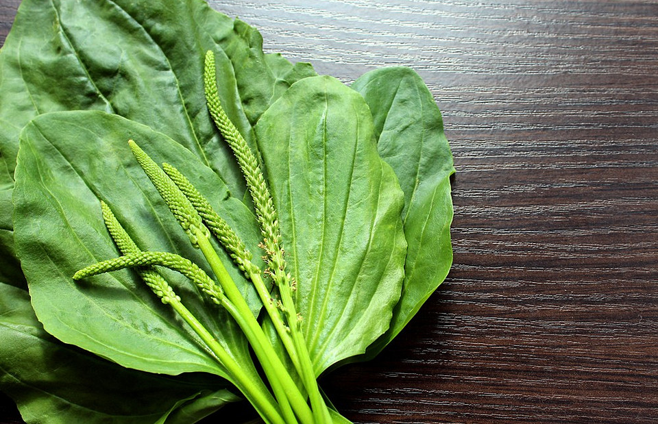 Травы для кишечника: 13 самых полезных растений от вздутия, болей и проблем с пищеварением