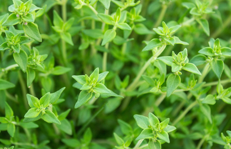 Травы для кишечника: 13 самых полезных растений от вздутия, болей и проблем с пищеварением