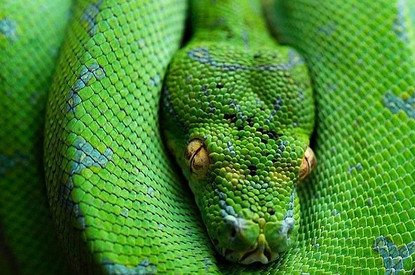 К чему снятся змеи: толкование для женщин и мужчин по Фрейду, Ванге и другим сонникам