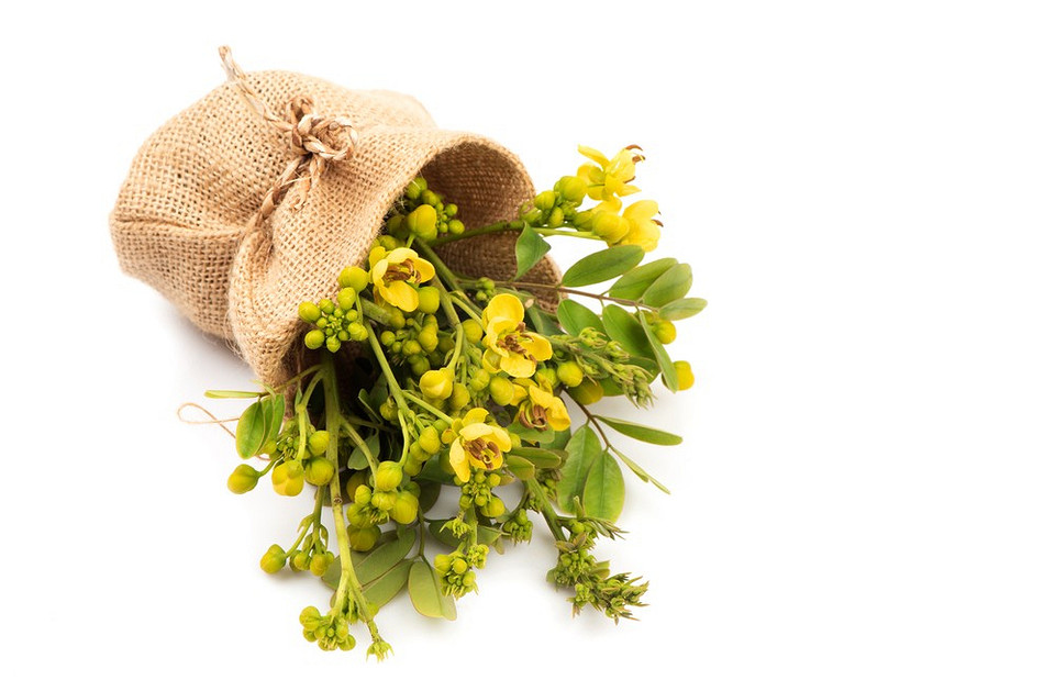 Трава сенны: мифы, правда и реальная польза для кишечника