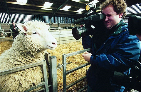 Эта пушистая овечка — настоящая мировая знаменитость. Догадалась, как ее зовут? Да-да, это Долли, которая появилась на свет в 1996 году посредством клонирования и прожила в лучах славы 6,...