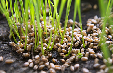 Проращивание пшеницы для еды: способы и правила