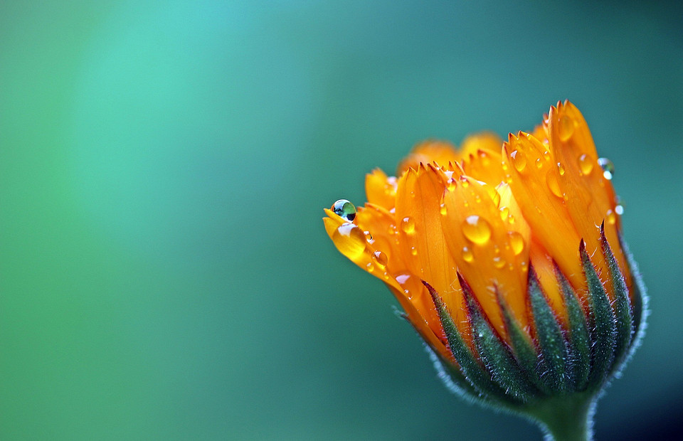 Для чего применяется настойка календулы: 14 полезных свойств цветка