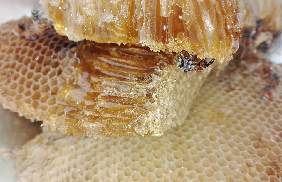 Полезное дело пчел: лечебные свойства и применение прополиса