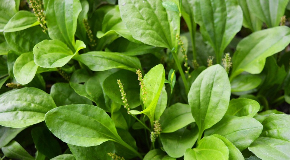 7 неожиданных лечебных свойств семян подорожника