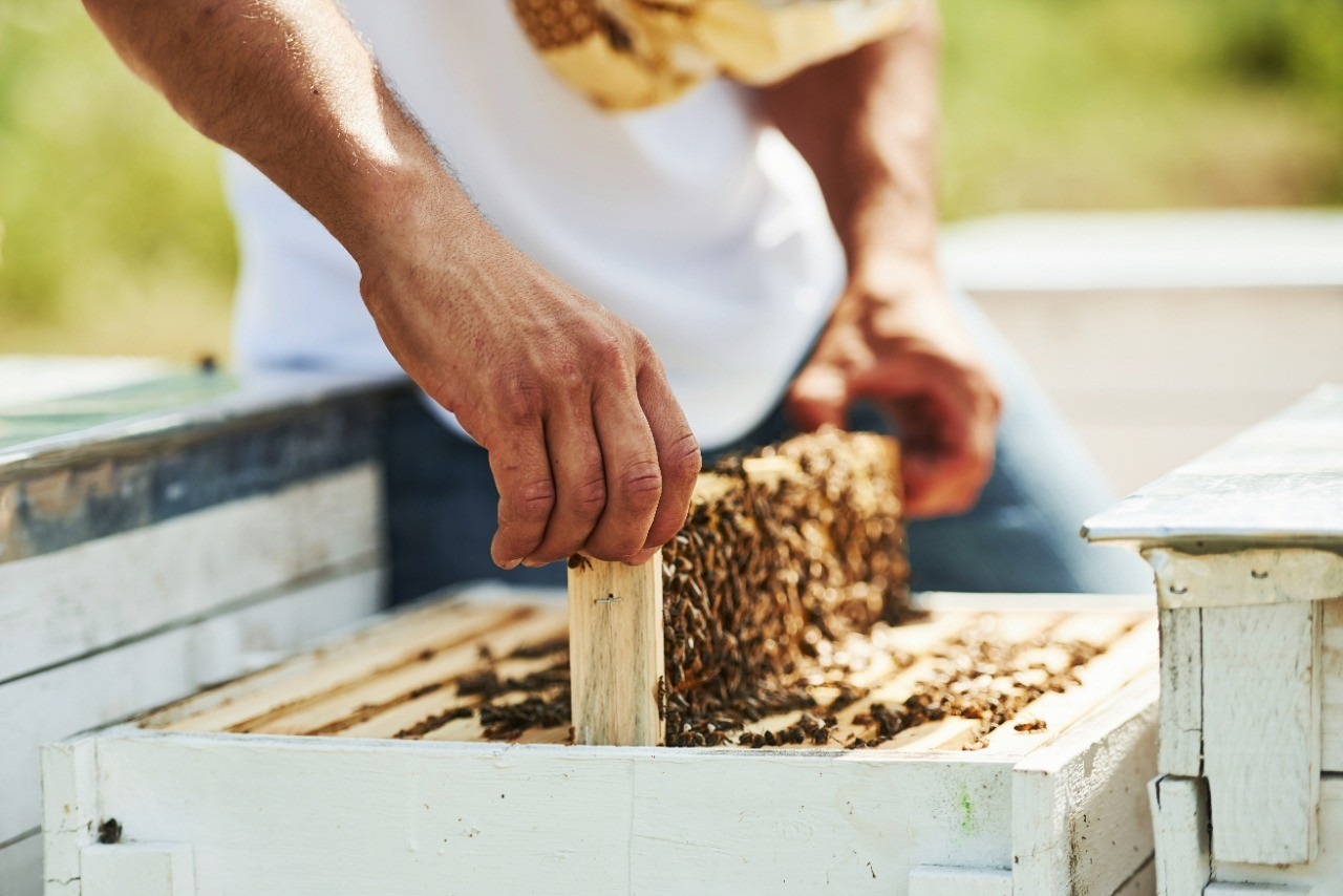 Как и от чего принимать пчелиную пыльцу, чтобы укрепить здоровье