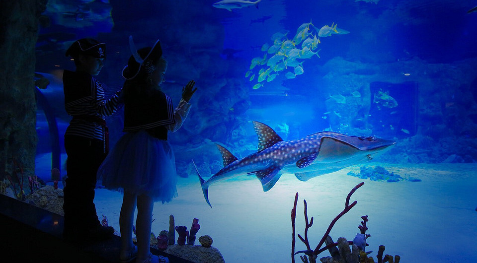 Где посмотреть на подводный мир и коралловые рифы: в «Москвариуме» пройдет весенний фестиваль